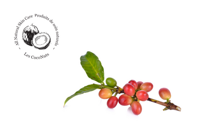 Coffee bean branch Pure Coco