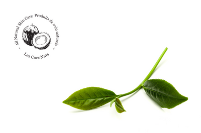 Green Tea Extract: Your Skin’s Detox, Protector & Soother