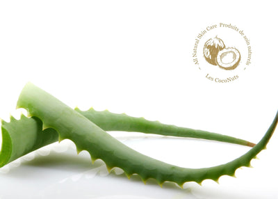 Aloe Vera: The Plant with Endless Beauty Benefits